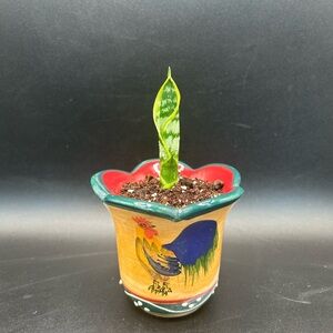 Rooster ceramic Planter with Snake Plant